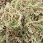 OEM Custom 10KG Phalaenopsis Dendrobium officinale Gardening Materials Sphagnum moss New Zealand Dried Chile For Plant Exporter